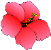 hibiscus.gif